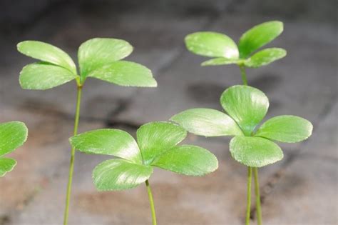 幸運草鐵樹|像極了烤玉米! 典藏植物園「幸運草鐵樹」夏季限定觀賞